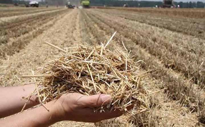 粉碎后的秸秆可以还田作为肥料增加土壤养分 粉碎后的秸秆可以还田作为肥料增加土壤养分