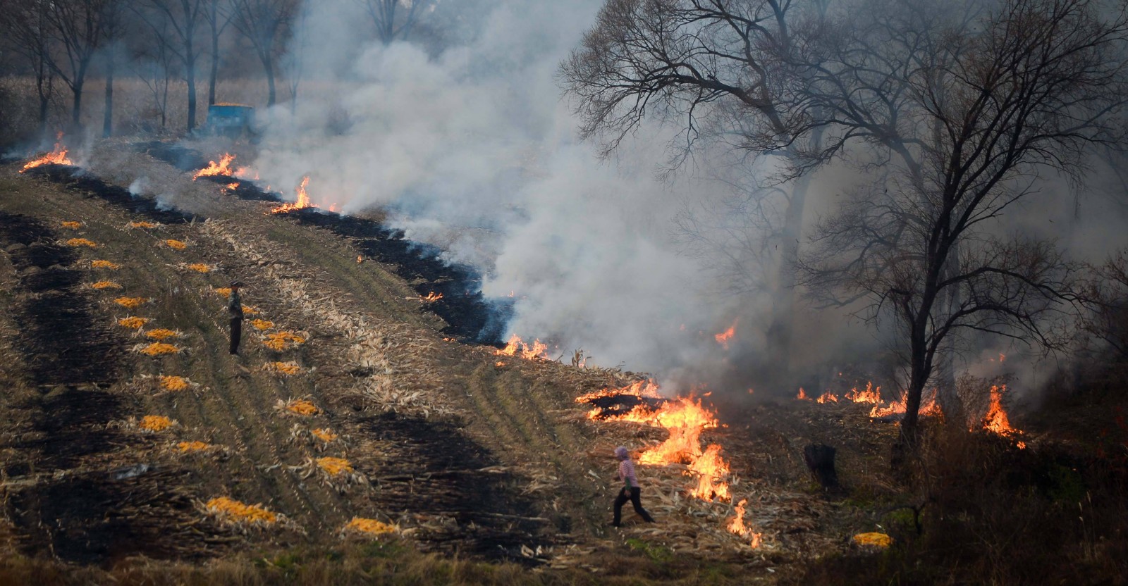 秸秆露天焚烧 秸秆露天焚烧