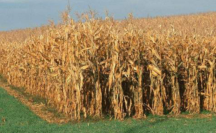 玉米秸秆废弃物