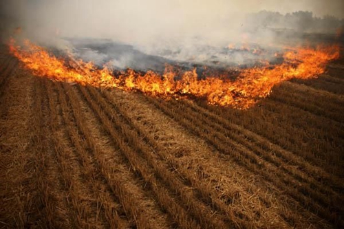 田间秸秆被农民一把火烧毁 田间秸秆被农民一把火烧毁