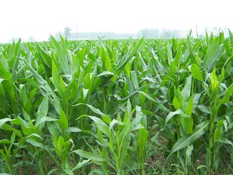 丰富的生物质能源 丰富的生物质能源