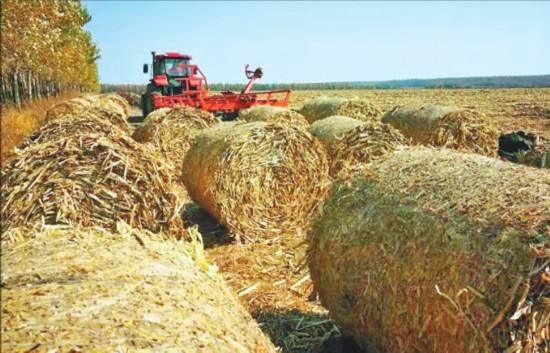 大量秸秆废弃物