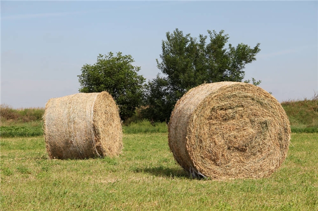 我国生物质资源丰富