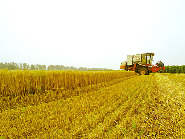 生物质资源丰富