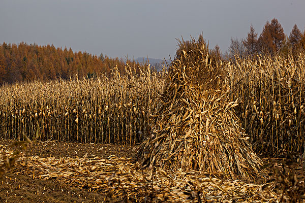 生物质资源丰富