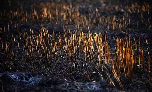 生长在焚烧后的土地中的作物，产量会有所降低