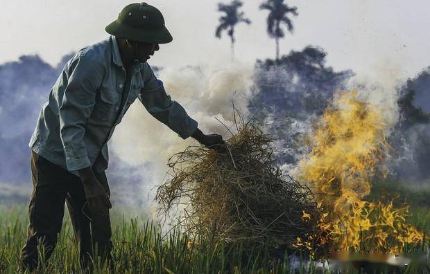 高温天气下农民依然焚烧稻杆 高温天气下农民依然焚烧稻杆