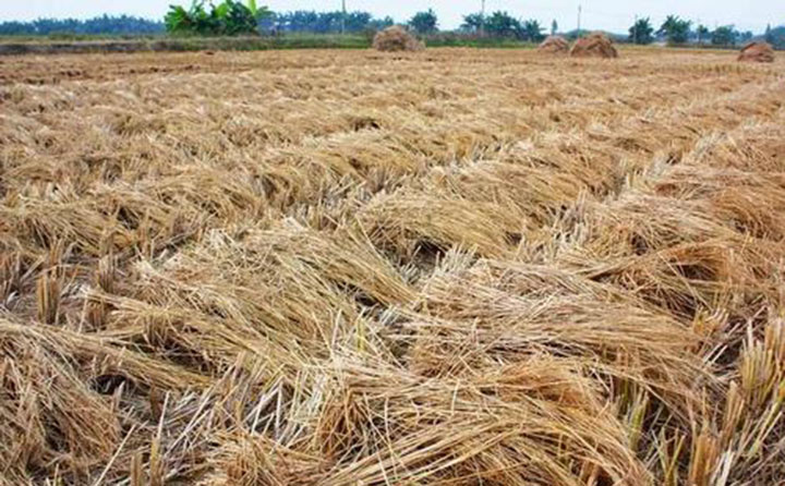 南阳秸秆颗?；?jpg