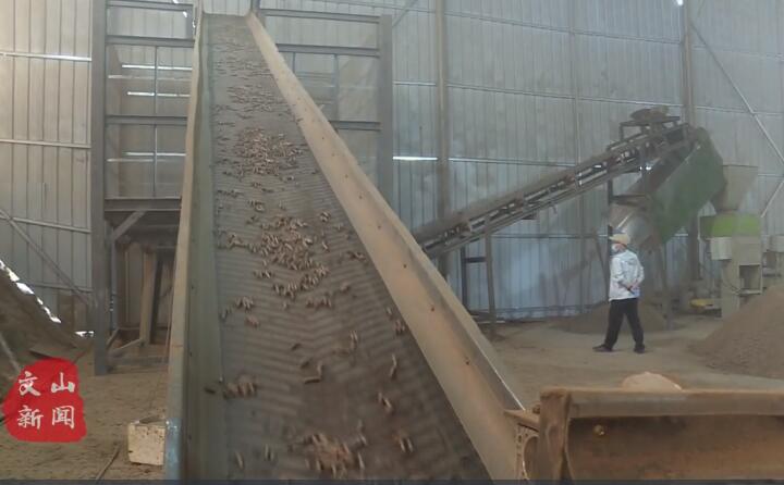 在广南县那洒镇生物质颗粒燃料加工厂，粉碎机、输送带、木屑造?；柿魉咦饕担鄹?、枯木等可燃材料加工成颗粒状成品对外出售.jpg